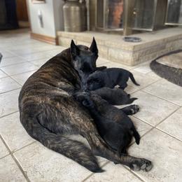 Dutch Shepherd Puppies from Dutch Den