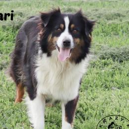 Kamari - Miniature Australian Shepherd