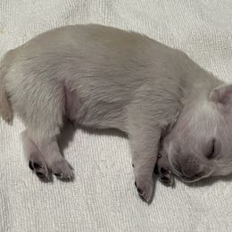 Pug Puppies from Southern Pugs
