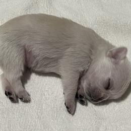 Pug Puppies from Southern Pugs