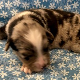 Boy 4 - male Miniature Australian Shepherd puppy in Nashville, Tennessee from Little B’s Aussies