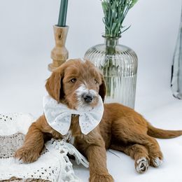 Goldendoodle Puppies from Beloved_doodles_WA