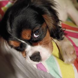 Mr Clausen - Tri-color male Cavalier King Charles Spaniel puppy in Knoxville, Tennessee from Adventure Doodles Club