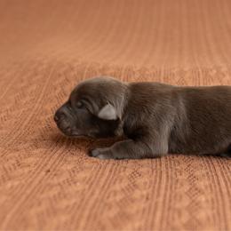 Cocoa - Red tri-color female Australian Shepherd puppy in Kathleen, Georgia from CM Farm