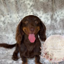 Scooby - Dachshund