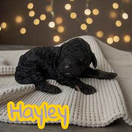 Hayley - Phantom female Poodle puppy in Port Orange, Florida from Daytona’s Standard Poodles