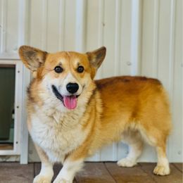 Fox - Pembroke Welsh Corgi