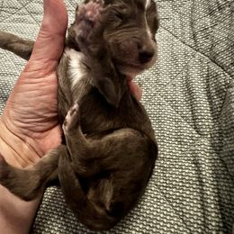 Merle - Merle female Bernedoodle puppy in Holt, Missouri from Mindys Doodles
