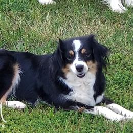 Angel - Miniature Australian Shepherd