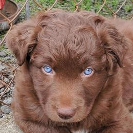 Rosey - Red & white female Australian Shepherd puppy in Cottage Grove, Oregon from Farmstead Aussies
