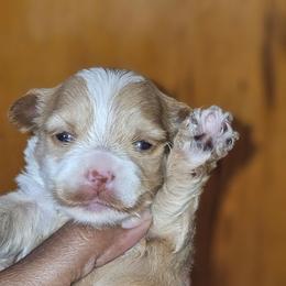 Aurora - Parti female Yorkshire Terrier puppy in Atlanta, Georgia from Royal Beauties Yorkies of Atlanta