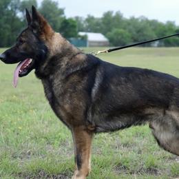German Shepherd puppies from Your Next Puppy