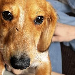 Dachshunds from Okie Dachshunds