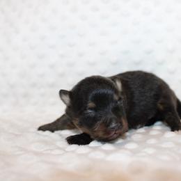 Rolo - Black and tan male Pomeranian puppy in San Marcos, Texas from Hill Country Poms
