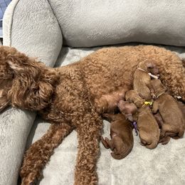 Poodle Puppies from Segovia Pups