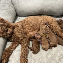 Poodle Puppies from Segovia Pups