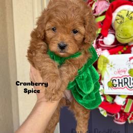 Bernedoodle, Cavalier King Charles Spaniel, Cavapoo, Goldendoodle, and Poodle Puppies from Gypsi Doodles & Poodles LLC.