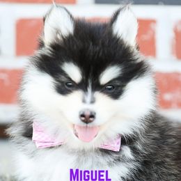 Miguel - Black and white male Pomsky puppy in Humeston, Iowa from M.A.R. Dogs