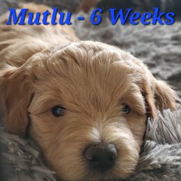 Aussiedoodle and Bernedoodle Puppies from Color Country Doodles