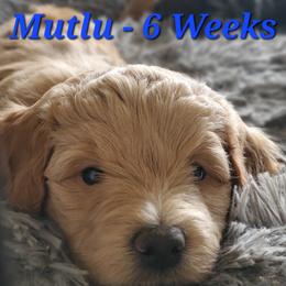 Aussiedoodle and Bernedoodle Puppies from Color Country Doodles