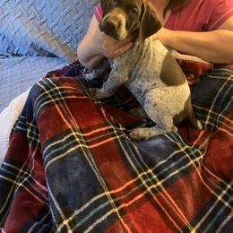 "Male" German Shorthaired Pointer Puppies from Webber's Place