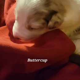 Girl 5 - Border Collie puppy in Chino Valley, Arizona from Dog Pond Border Collies