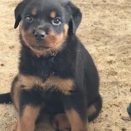 Girl 3 - Black and mahogany female Rottweiler puppy in Cleveland, Texas from Vom Haus Fantasy Rottweiler Kennel