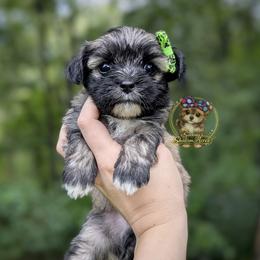 Tumbleweed - Black and tan male Morkie puppy in Barren Springs, Virginia from Seeking Shalom Acres Maltese, Maltipoos & Havamalts