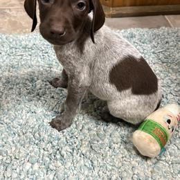 Mr. Big 2 - Liver roan male German Shorthaired Pointer puppy in Troy, North Carolina from Uwharrie GSP