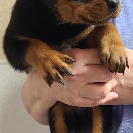 Rottweiler Puppies from Guardian Angel Rottweiler