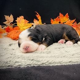 Ella - Tri-color female Bernedoodle puppy in Idaho from Bernese By Barzees