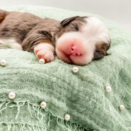 Pumpkin Pie - Blue merle male Bernedoodle puppy in Hudson, Indiana from TurkeyCreek-K9