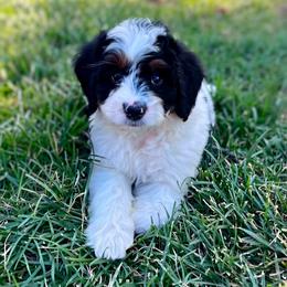Toadette-Teal - Tri-color female Bernedoodle puppy in Casper, Wyoming from 307 Doodles