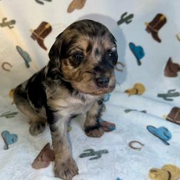Sky - Blue merle female Aussiedoodle puppy in Liberty, Texas from Poodles and Doodles Most Excellent Adventures