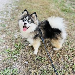 Banks Jr - Pomsky