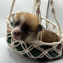Black Collar - Red male Pembroke Welsh Corgi puppy in Abingdon, Virginia from Em-K Kennels