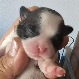 Sandy - Brindle and white female Shih Tzu puppy in Victorville, California from RUMBLE n TUMBLE