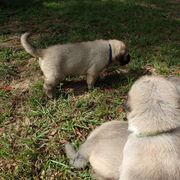 Kangal Puppies from DASA Ridge Kangals