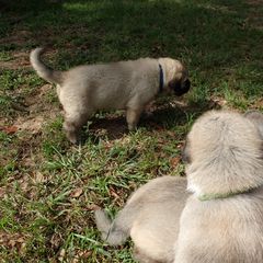 Kangal Puppies from DASA Ridge Kangals
