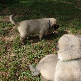 Kangal Puppies from DASA Ridge Kangals