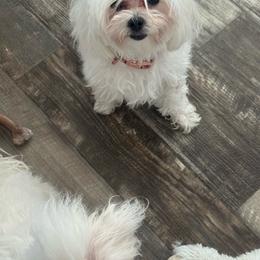 Athena - White female Maltese puppy in Florence, Arizona from Maltese Of Arizona