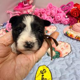 Mabel - Parti female Miniature Schnauzer puppy in Comanche, Texas from Circle R