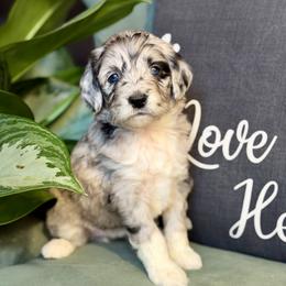 Diamond - Blue merle female Aussiedoodle puppy in Jackson, Tennessee from Dinah Doodles and Aussies