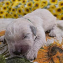 Boy 6 - Light golden male Golden Retriever puppy in Lawtey, Florida from Rise and Shine Goldens