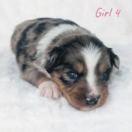 Girl 4 Pink - Blue merle female Australian Shepherd puppy in Yakima, Washington from Naches Heights Ranch