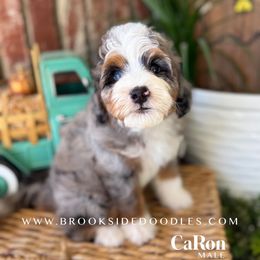 CaRon - Merle male Bernedoodle puppy in Murrieta, California from Brookside Bernedoodles