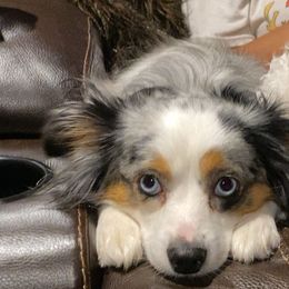 Aussiedoodles from Lakeside Pups