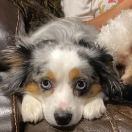 Aussiedoodles from Lakeside Pups