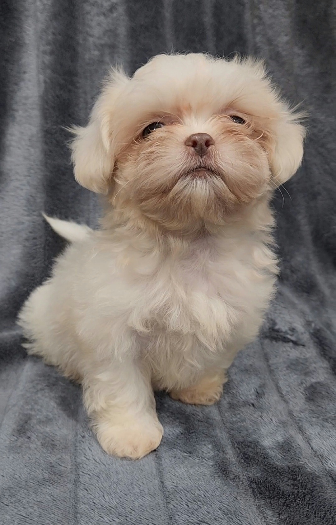 Boy 2 - Cream and white male Shih Tzu puppy in Tampa, Florida from Fancy Shih Tzus Florida
