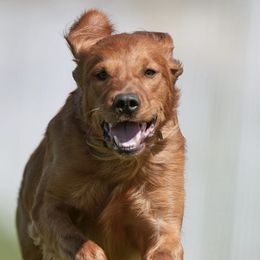 Golden Retrievers from Three Rivers Golden Retrievers